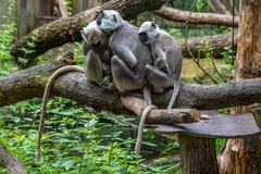 De Hanuman langoer familie beschermt hun jongelui royalty-vrije stock fotografie De Hanuman langoer familie beschermt hun jongelui royalty-vrije stock fotografie