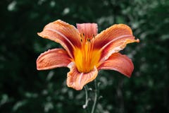 De heldere mooie sinaasappel bloeit daylily op een groene achtergrond Lelie, hemerocallis met gele zwarte stamens en sinaasappel royalty-vrije stock afbeeldingen De heldere mooie sinaasappel bloeit daylily op een groene achtergrond Lelie, hemerocallis met gele zwarte stamens en sinaasappel royalty-vrije stock afbeeldingen