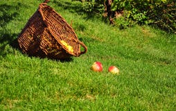 De heldere rode appelen liggen op het groene gazon in de de zomertuin dichtbij Rieten manden royalty-vrije stock afbeelding De heldere rode appelen liggen op het groene gazon in de de zomertuin dichtbij Rieten manden royalty-vrije stock afbeelding