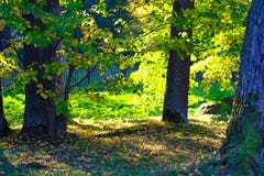 De herfst, bomen, aard Stock Fotografie De herfst, bomen, aard Stock Fotografie