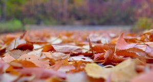 De herfst gaat ter plaatse weg stock foto's De herfst gaat ter plaatse weg stock foto's
