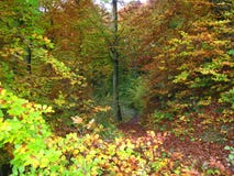 De herfst in het Beierse Bos royalty-vrije stock afbeelding De herfst in het Beierse Bos royalty-vrije stock afbeelding