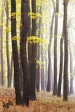 De herfst mistige tijd Gouden geel bos met laatste van de zon die door de bomen glanzen Glanzend doorbladert bij donkere boomstam royalty-vrije stock foto De herfst mistige tijd Gouden geel bos met laatste van de zon die door de bomen glanzen Glanzend doorbladert bij donkere boomstam royalty-vrije stock foto