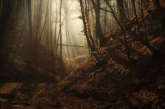 De herfst verrukt bos met zonstralen en mist royalty-vrije stock foto De herfst verrukt bos met zonstralen en mist royalty-vrije stock foto