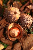 De herfstdaling van de kastanje stock foto De herfstdaling van de kastanje stock foto