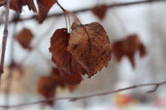 De herfstgebladerte Regen in November royalty-vrije stock fotografie De herfstgebladerte Regen in November royalty-vrije stock fotografie