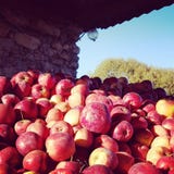 De herfstoogst van appel op Oekraïens landbouwbedrijf stock foto De herfstoogst van appel op Oekraïens landbouwbedrijf stock foto