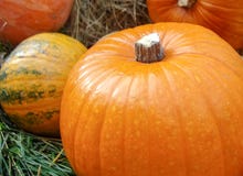 De herfstsamenstelling met oranje pompoenen op het gras royalty-vrije stock foto De herfstsamenstelling met oranje pompoenen op het gras royalty-vrije stock foto