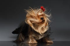 De Hond die van Yorkshire Terrier zijn Hoofd op Zwarte Spiegel schudden stock fotografie De Hond die van Yorkshire Terrier zijn Hoofd op Zwarte Spiegel schudden stock fotografie