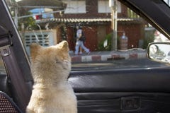 De hond keerde terug en keek buiten het autoraam stock foto De hond keerde terug en keek buiten het autoraam stock foto