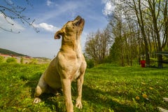 De hond loopt aan de maan 2019 stock afbeeldingen De hond loopt aan de maan 2019 stock afbeeldingen