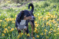 De hond van de Appenzellerberg in tulpenbloemen Huisdier in het supring in aard royalty-vrije stock fotografie De hond van de Appenzellerberg in tulpenbloemen Huisdier in het supring in aard royalty-vrije stock fotografie