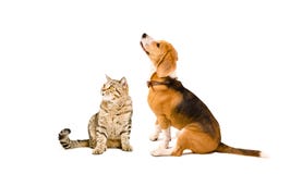 De hond van Cat Scottish Straight en van de Brak stock afbeelding De hond van Cat Scottish Straight en van de Brak stock afbeelding