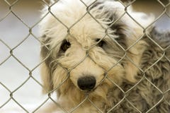 De Hond van de schuilplaats stock afbeelding De Hond van de schuilplaats stock afbeelding