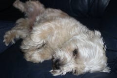 De hond van Shihtzu is blik zeer het droevige bepalen stock afbeelding De hond van Shihtzu is blik zeer het droevige bepalen stock afbeelding