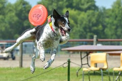 De honden tonen stock afbeeldingen De honden tonen stock afbeeldingen