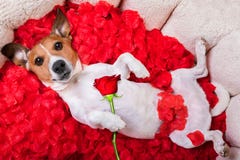 De hondliefde nam valentijnskaarten toe stock foto De hondliefde nam valentijnskaarten toe stock foto