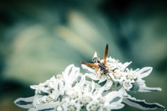 De honingbij verzamelt stuifmeel op witte bloem op blauwe vage achtergrond royalty-vrije stock afbeelding De honingbij verzamelt stuifmeel op witte bloem op blauwe vage achtergrond royalty-vrije stock afbeelding