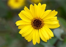 De hoogste bloem van menings Zwarte eyed Susan stock afbeelding De hoogste bloem van menings Zwarte eyed Susan stock afbeelding
