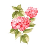 De Hortensia-bloem vector illustratie De Hortensia-bloem vector illustratie