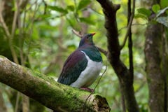 De Houten Duif van Kererunieuw zeeland in Bos royalty-vrije stock afbeelding De Houten Duif van Kererunieuw zeeland in Bos royalty-vrije stock afbeelding