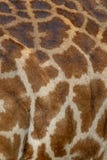 De huid van Masaimara giraffe, op safari, in Kenia, Afrika royalty-vrije stock afbeelding De huid van Masaimara giraffe, op safari, in Kenia, Afrika royalty-vrije stock afbeelding