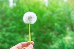 De jonge Kaukasische Witte Pluizige Paardebloem van de Vrouwenholding ter beschikking Groen Forest Foliage Background Gouden zonl royalty-vrije stock foto De jonge Kaukasische Witte Pluizige Paardebloem van de Vrouwenholding ter beschikking Groen Forest Foliage Background Gouden zonl royalty-vrije stock foto