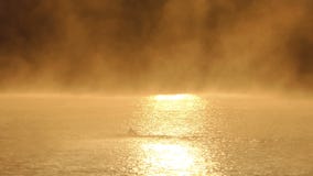 De jonge mens zwemt kruipt in een nevelig gouden meer in slo-mo stock footage De jonge mens zwemt kruipt in een nevelig gouden meer in slo-mo stock footage