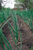 De jonge spruit van de de lenteui op het gebied Organisch gekweekte uien met bieslook in de grond De organische landbouw het voed royalty-vrije stock foto's De jonge spruit van de de lenteui op het gebied Organisch gekweekte uien met bieslook in de grond De organische landbouw het voed royalty-vrije stock foto's