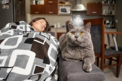 De jonge vrouwenslaap met haar kat, kat wacht wanneer het meisjeskielzog omhoog, kat dichtbij slaapmeisje zit stock foto's De jonge vrouwenslaap met haar kat, kat wacht wanneer het meisjeskielzog omhoog, kat dichtbij slaapmeisje zit stock foto's