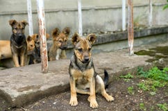 De jongelui dwaalt hondpuppy wilt af eten royalty-vrije stock foto De jongelui dwaalt hondpuppy wilt af eten royalty-vrije stock foto