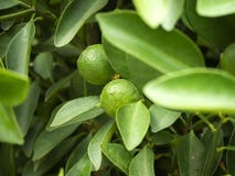 de kalk op tuinboom sluit omhoog stock afbeelding de kalk op tuinboom sluit omhoog stock afbeelding