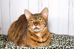 De kat die van Bengalen omhoog aan verlaten kijkers kijken, inhoud stock afbeelding De kat die van Bengalen omhoog aan verlaten kijkers kijken, inhoud stock afbeelding