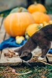 De kat met groenten stock foto De kat met groenten stock foto