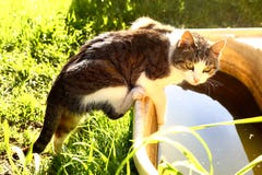 De kat probeert om aan het water in oud babybad te krijgen royalty-vrije stock afbeeldingen De kat probeert om aan het water in oud babybad te krijgen royalty-vrije stock afbeeldingen