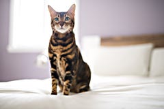 De kat van Bengalen op een deken met groene ogen royalty-vrije stock afbeeldingen De kat van Bengalen op een deken met groene ogen royalty-vrije stock afbeeldingen