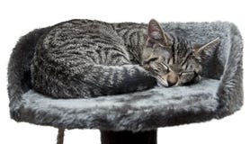 De kat van de slaap royalty-vrije stock afbeelding De kat van de slaap royalty-vrije stock afbeelding