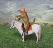 De kattencowboy weidt zijn koeien royalty-vrije stock afbeelding De kattencowboy weidt zijn koeien royalty-vrije stock afbeelding
