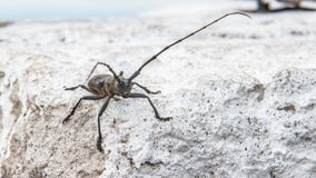 De kevermonochamus van de Pijnboomzager galloprovincialis van familie Cerambycidae op een witte achtergrond royalty-vrije stock foto De kevermonochamus van de Pijnboomzager galloprovincialis van familie Cerambycidae op een witte achtergrond royalty-vrije stock foto