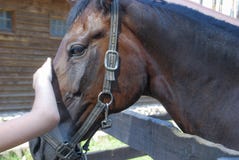 De kind` s hand strijkt het baaipaard royalty-vrije stock fotografie De kind` s hand strijkt het baaipaard royalty-vrije stock fotografie