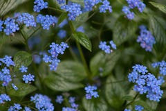 De kleine blauwe bloei van bloemenbrunner macrophiles in de de lentetuin royalty-vrije stock afbeeldingen De kleine blauwe bloei van bloemenbrunner macrophiles in de de lentetuin royalty-vrije stock afbeeldingen
