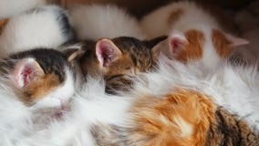 De kleine Katjes zuigen een Meesborst bij de Moederkat Het de borst geven Katjes De katjes eten de Melk van de Moeder Leuke katte stock videobeelden De kleine Katjes zuigen een Meesborst bij de Moederkat Het de borst geven Katjes De katjes eten de Melk van de Moeder Leuke katte stock videobeelden