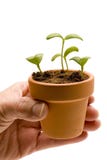 De Kleine Pot van de Holding van de hand met Zaailingen stock fotografie De Kleine Pot van de Holding van de hand met Zaailingen stock fotografie