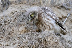 De kleine uil spuugt uit de overblijfselen van voedsel royalty-vrije stock foto's De kleine uil spuugt uit de overblijfselen van voedsel royalty-vrije stock foto's