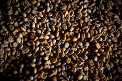 De koffiebonen van Luwak Hoogste mening De legendarische koffie van Bali stock fotografie De koffiebonen van Luwak Hoogste mening De legendarische koffie van Bali stock fotografie