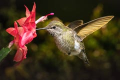 De kolibrie bezoekt haar favoriete rode bloem stock fotografie De kolibrie bezoekt haar favoriete rode bloem stock fotografie