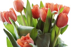 De koraaltulp clipart is een hoogte - kwaliteitsrooster clipart stock illustratie De koraaltulp clipart is een hoogte - kwaliteitsrooster clipart stock illustratie