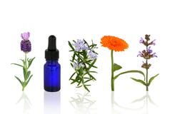 De Kruiden en de Bloemen van Aromatherapy stock afbeelding De Kruiden en de Bloemen van Aromatherapy stock afbeelding