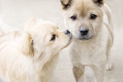 De kus van het puppy royalty-vrije stock foto De kus van het puppy royalty-vrije stock foto