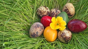 De kwartelseieren verften ruw die Pasen-nest van gras met een gele bloem sleutelbloemsamenstelling wordt gemaakt stock foto's De kwartelseieren verften ruw die Pasen-nest van gras met een gele bloem sleutelbloemsamenstelling wordt gemaakt stock foto's